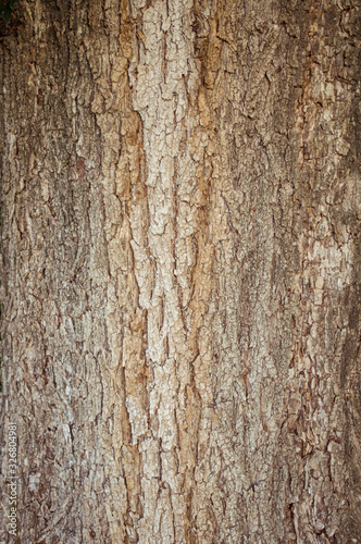 tree bark wood texture