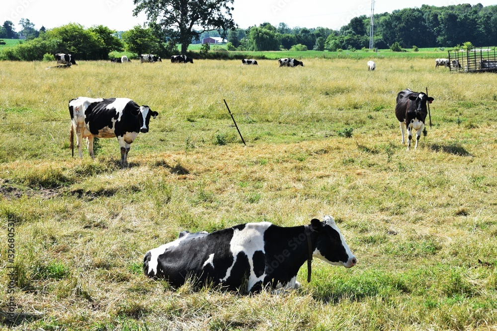 Dairy Cattle in the Pasture - obrazy, fototapety, plakaty 