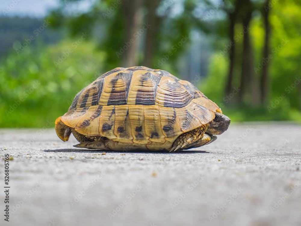 Obraz premium historical species a turtle hidden