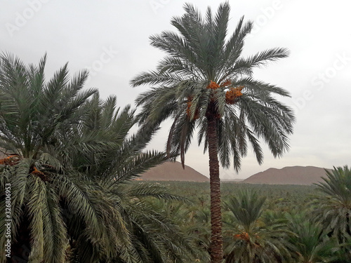 The valley of palm trees in the oasis of Figuig in Morocco