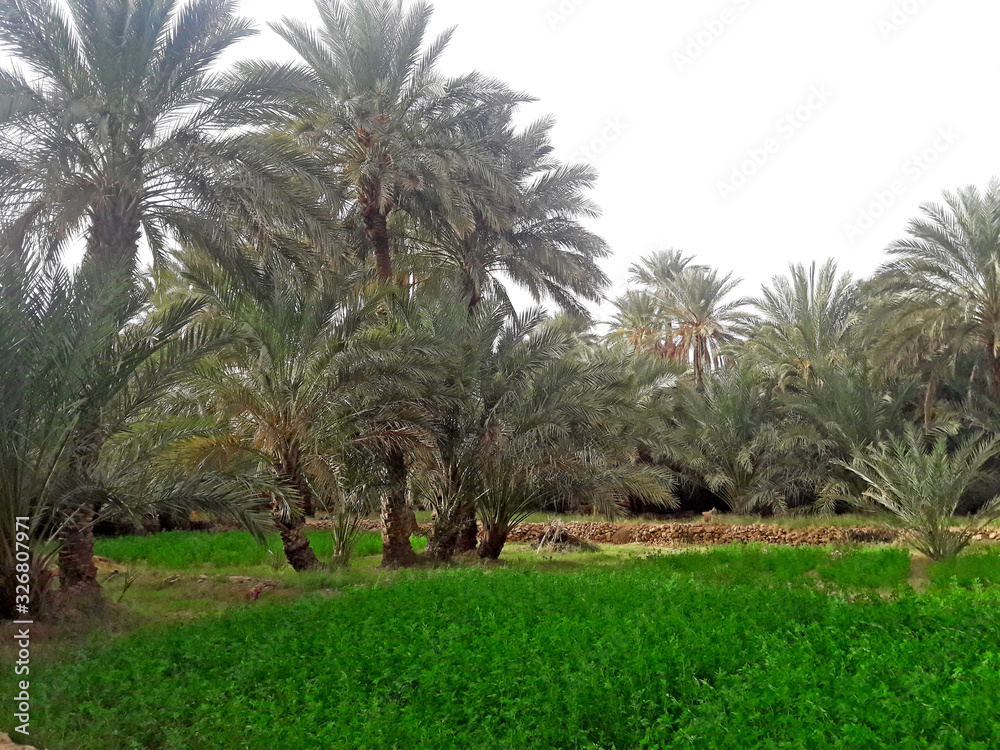 The valley of palm trees in the oasis of Figuig in Morocco The valley of palm trees in the oasis of Figuig in Morocco