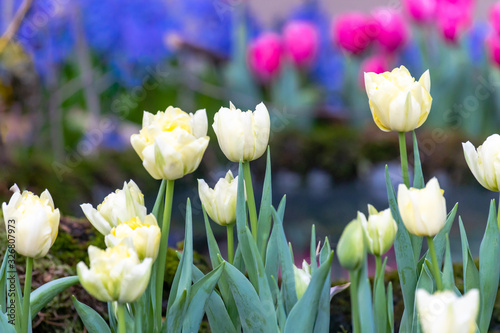 Weisse Fosteriana Tulpen Sweetheart photo