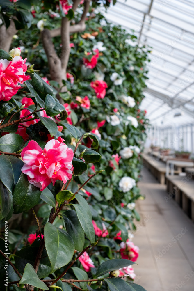 Grade 1 listed greenhouse housing historic camelia plants, at Chiswick House and Gardens in west London, UK