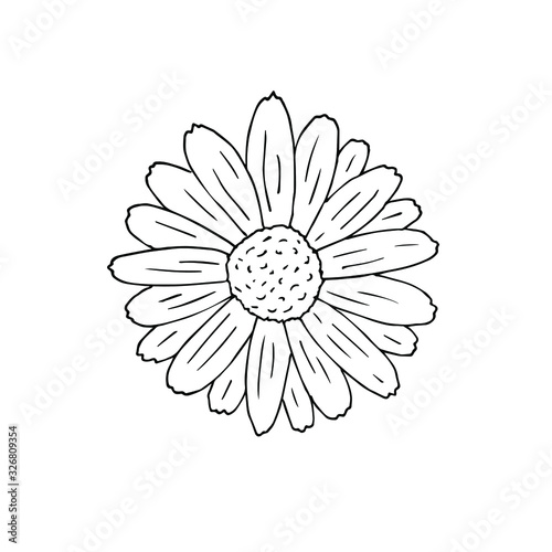 Vector hand drawn doodle sketch daisy chamomile flower isolated on white background