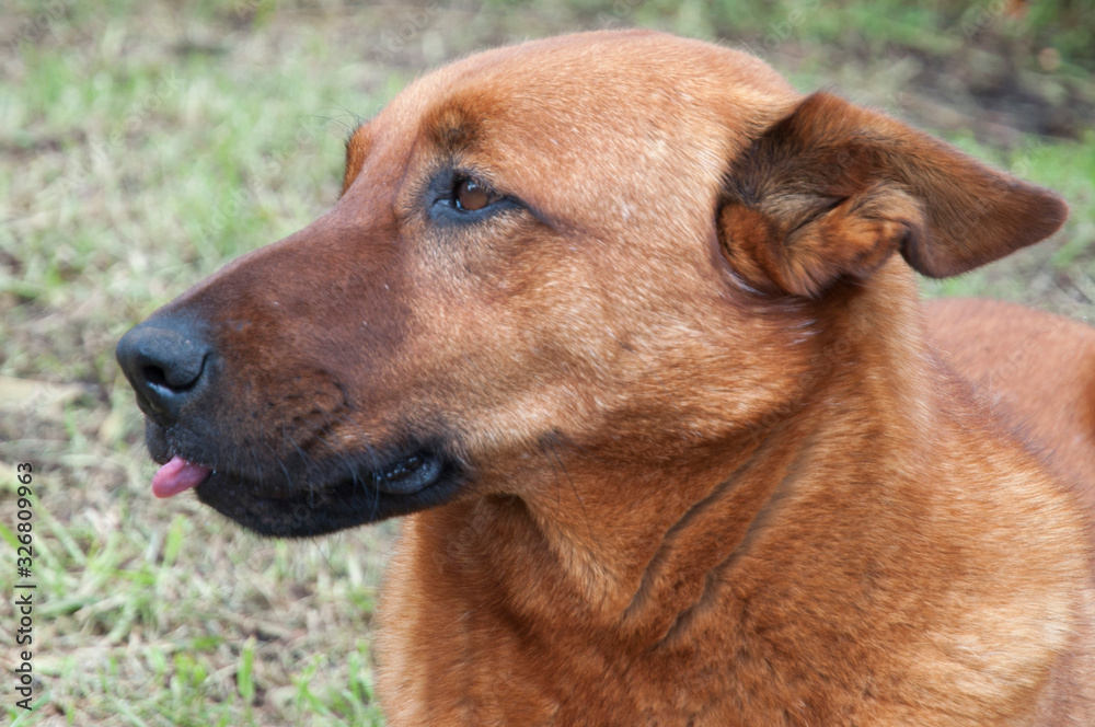 Creole dog in country house in the mountains Creole dog in country house in the mountains