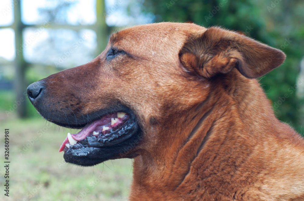 Creole dog in country house in the mountains