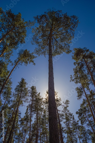 Pine forest in spring