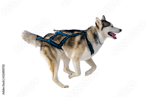 running husky dog, gray coat, collar, isolate on a white background