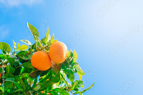A lots of orange mandarins on the tree on the street of the town somewhere in the south Spain. Blue sky as background.