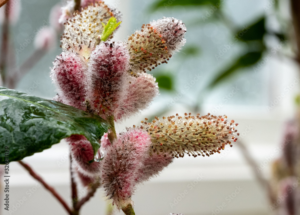 Close up of the attractive flower of Salix gracilistyla 'Mount Aso' plant, furry pink catkins which typically blossom in winter. Close up of the attractive flower of Salix gracilistyla 'Mount Aso' plant, furry pink catkins which typically blossom in winter.