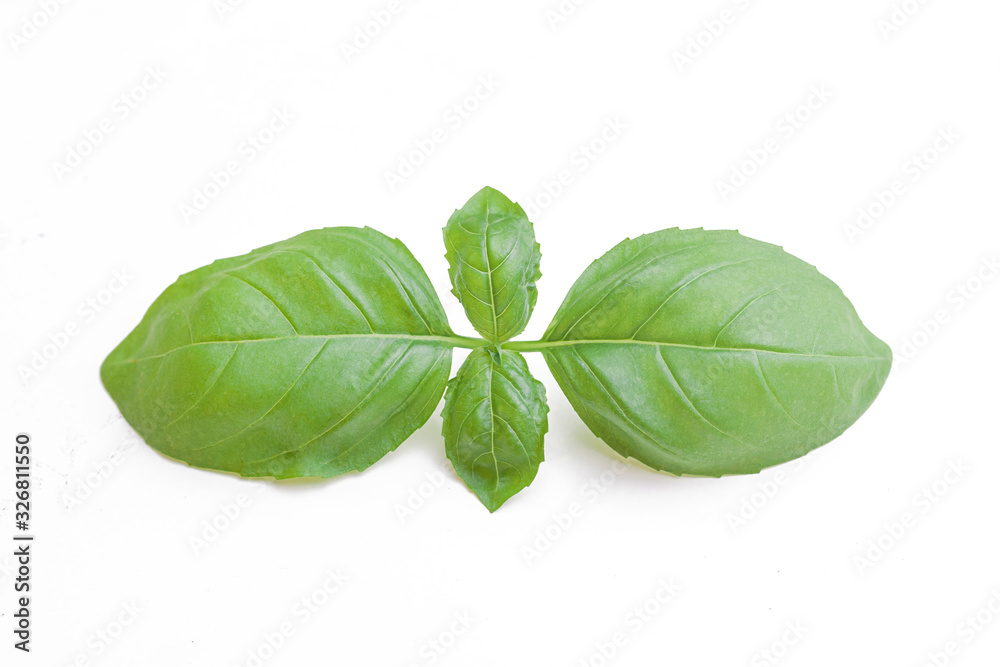 Green basil leaves isolated on white background Green basil leaves isolated on white background