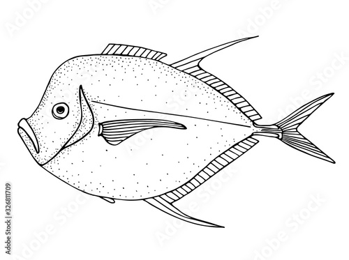 Moonfish. Black hand drawn realistic outline vector image.