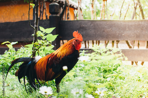 Big beautiful colorful rooster with a red crest on his head on a background of green grass.