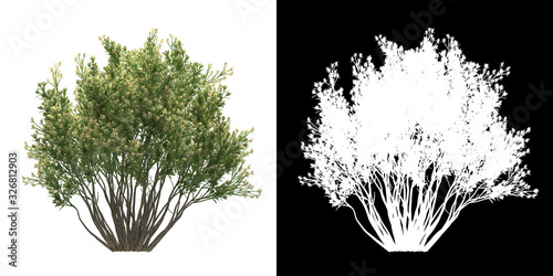 Left view of tree (Baccharis Pilularis) png with alpha channel to cutout made with 3D render