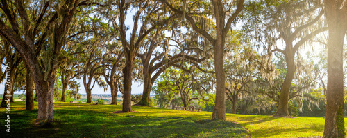 Foto Giant Live Oak Trees In Evening Sunlight