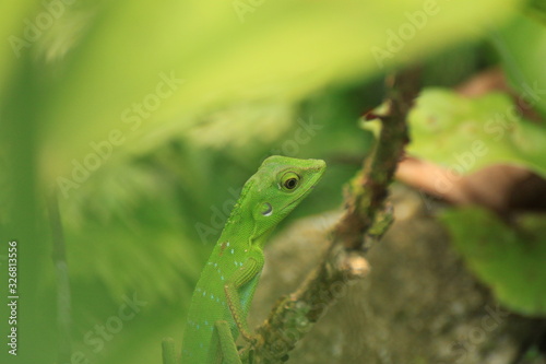 Crested Green Lizard  Borneo Island