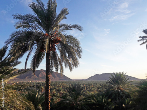 The valley of palm trees in the oasis of Figuig in Morocco photo