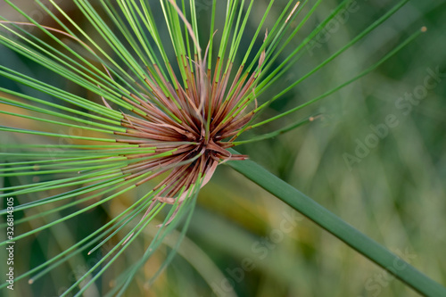 Cyperus involucratus Is a green plant With beautiful stems