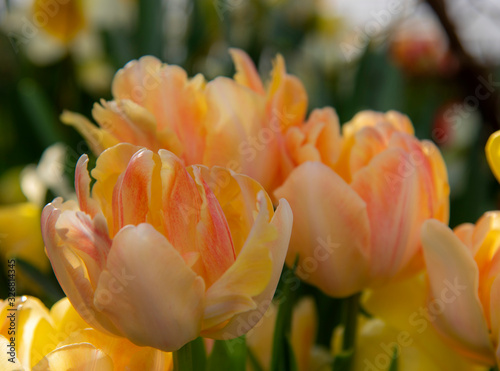 Delicate tulips on a blurred background. Floral background.