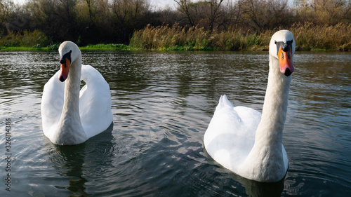 Two white swans on the lake are staring straight at the camera