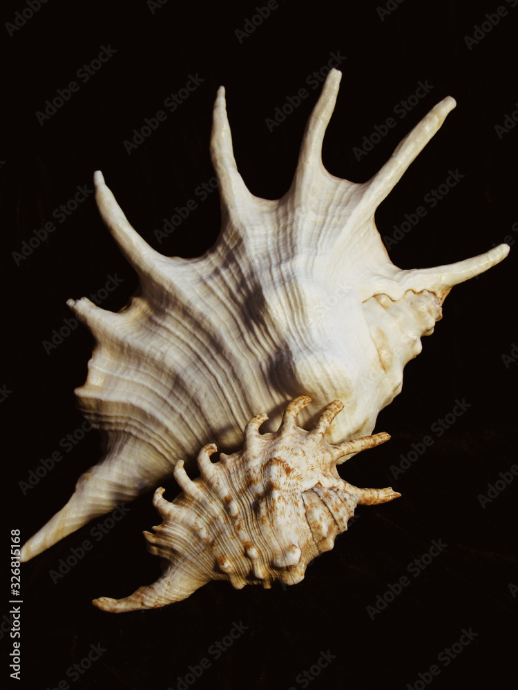 Two sea spiky shells on a black background. Two sea spiky shells on a black background.