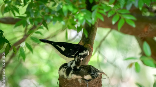 magpie lark babies in a nest being fed by a parent photo