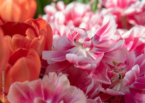 Full frame of Terry bright pink and white tulips. Symbol of spring, love and tenderness.