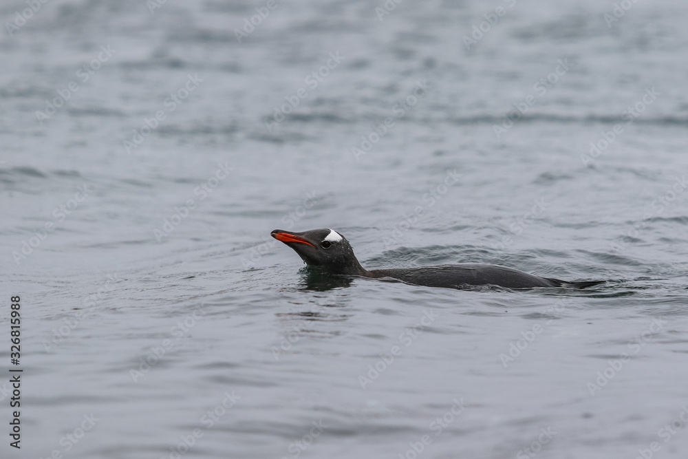 Gentoo Penguin on the ocean Gentoo Penguin on the ocean