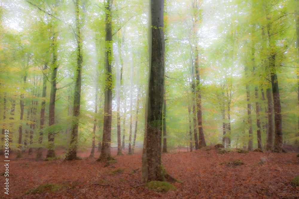 Obraz premium Summar Forest w jasny słoneczny dzień. Abstrakcyjne zdjęcie. Kolorowe tło teksturowane. długi czas otwarcia migawki.