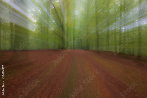 summar forest on a bright sunny day. Abstract photo. Colorful textured background. long shutter speed. photo