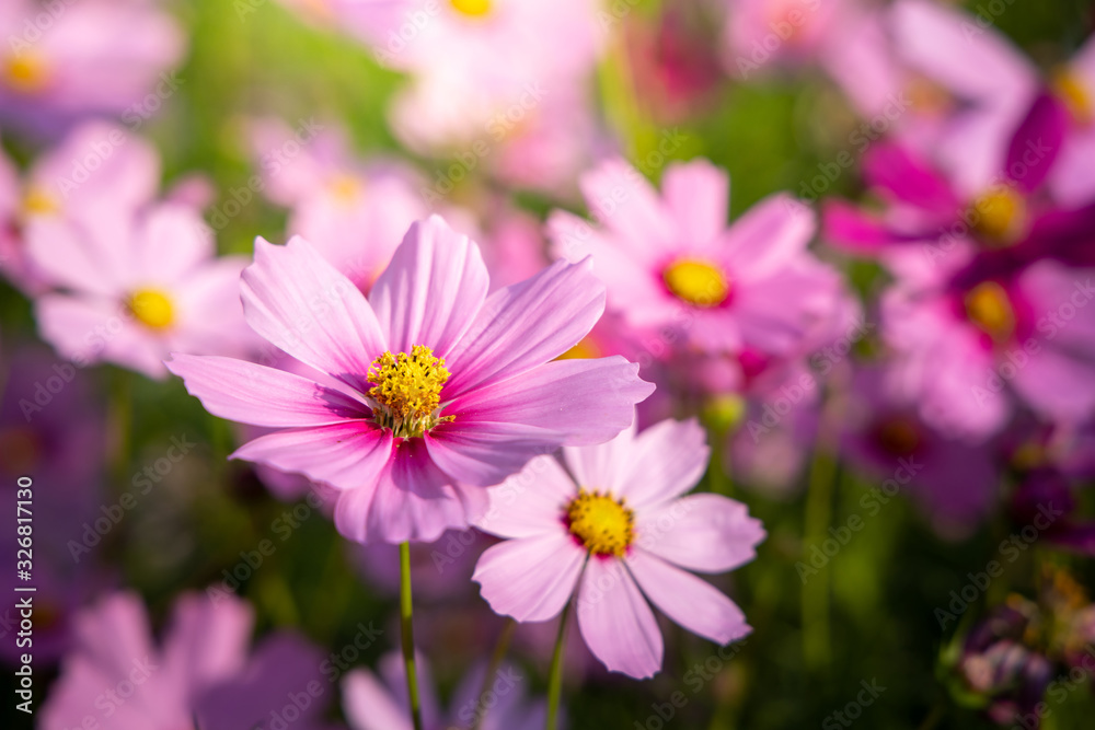 Beautiful Cosmos flowers in garden. Nature background. Beautiful Cosmos flowers in garden. Nature background.