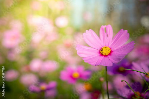  Beautiful Cosmos flowers in garden. Nature background.