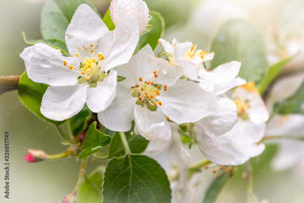 White blossoming apple trees in the sunset light White blossoming apple trees in the sunset light