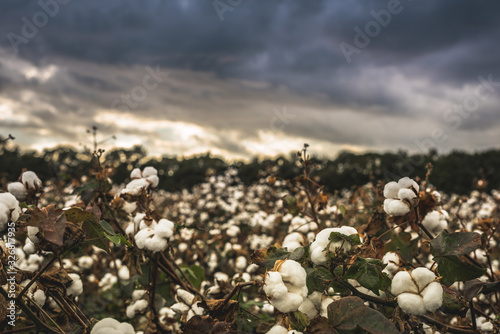 Cotton and sky