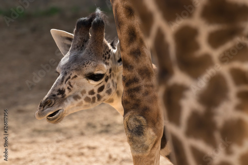 The baby giraffe close up