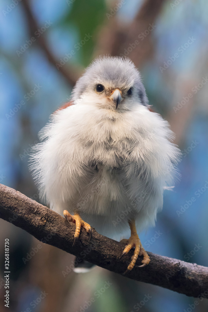 The african pygmy falcon (Polihierax semitorquatus) perched on a tree branch The african pygmy falcon (Polihierax semitorquatus) perched on a tree branch