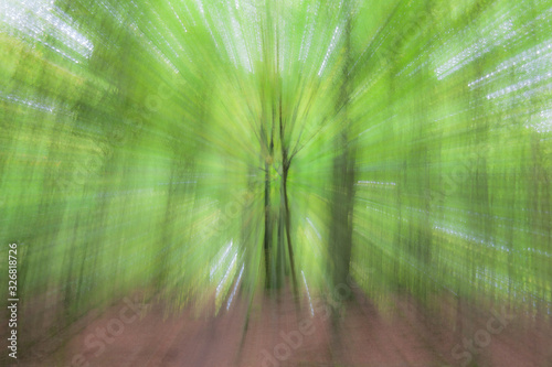 forest in summer photographed with different effects of motion and zoom.