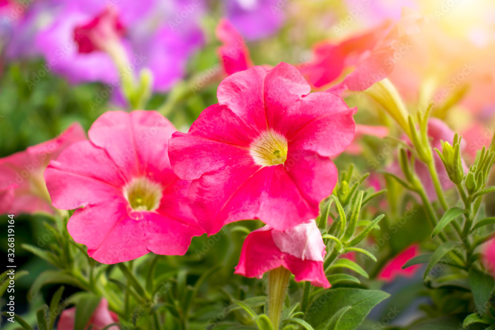 The red mandevilla that is blooming beautifully on the ground, the blurred green crate and the soft sunlight. The red mandevilla that is blooming beautifully on the ground, the blurred green crate and the soft sunlight.