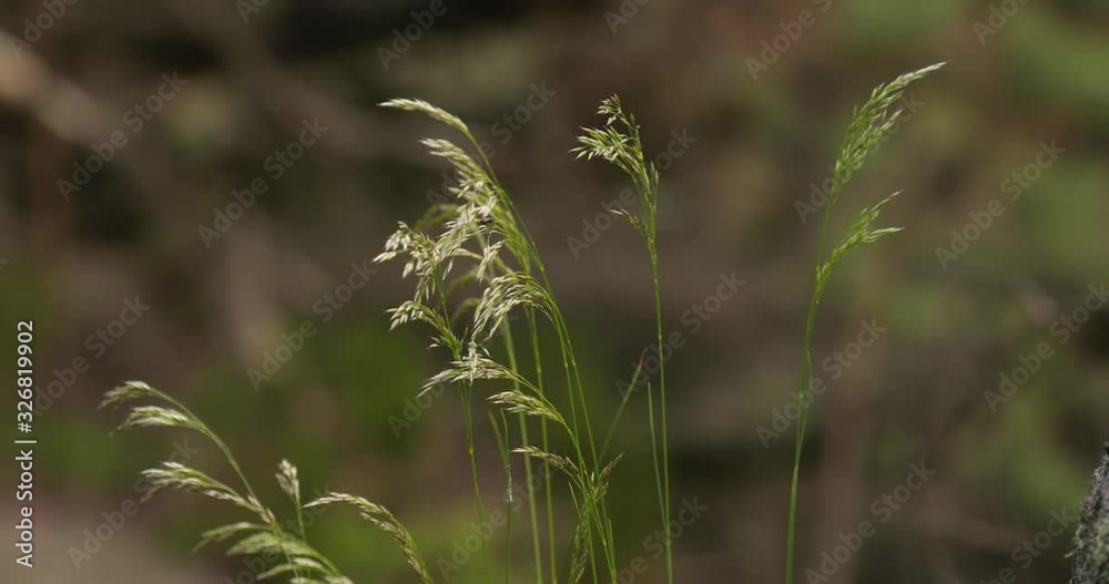 Grassblades closeup on a meadow in summer breeze Grassblades closeup on a meadow in summer breeze