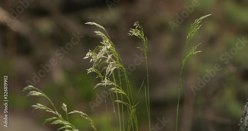 Grassblades closeup on a meadow in summer breeze photo