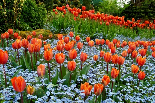 red tulips and grape hyacinth in a garden