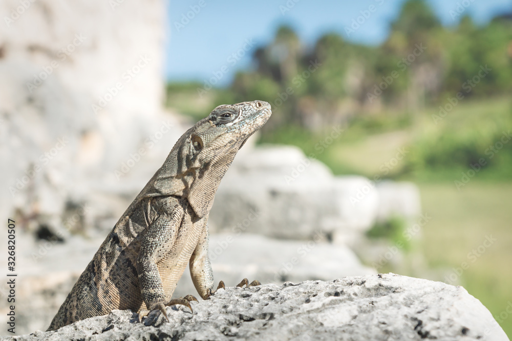 Posing Iguana in ruins of Tulum, Mexico Posing Iguana in ruins of Tulum, Mexico