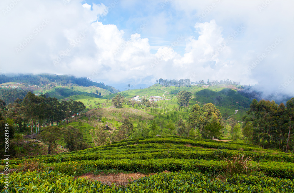 Landscape tropical mountains tea plantations