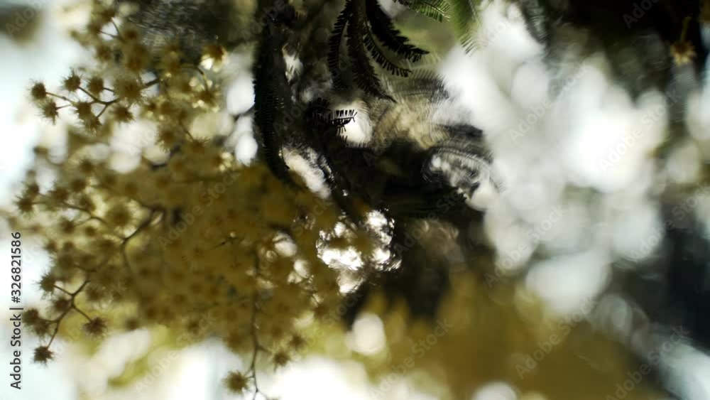 Close-up of blooming mimosa. Yellow flowers. The first flowers of mimosa. Spring flowering. Sunlight breaks through leaves and flowers. Spring has come. Young green leaves and delicate flowers.