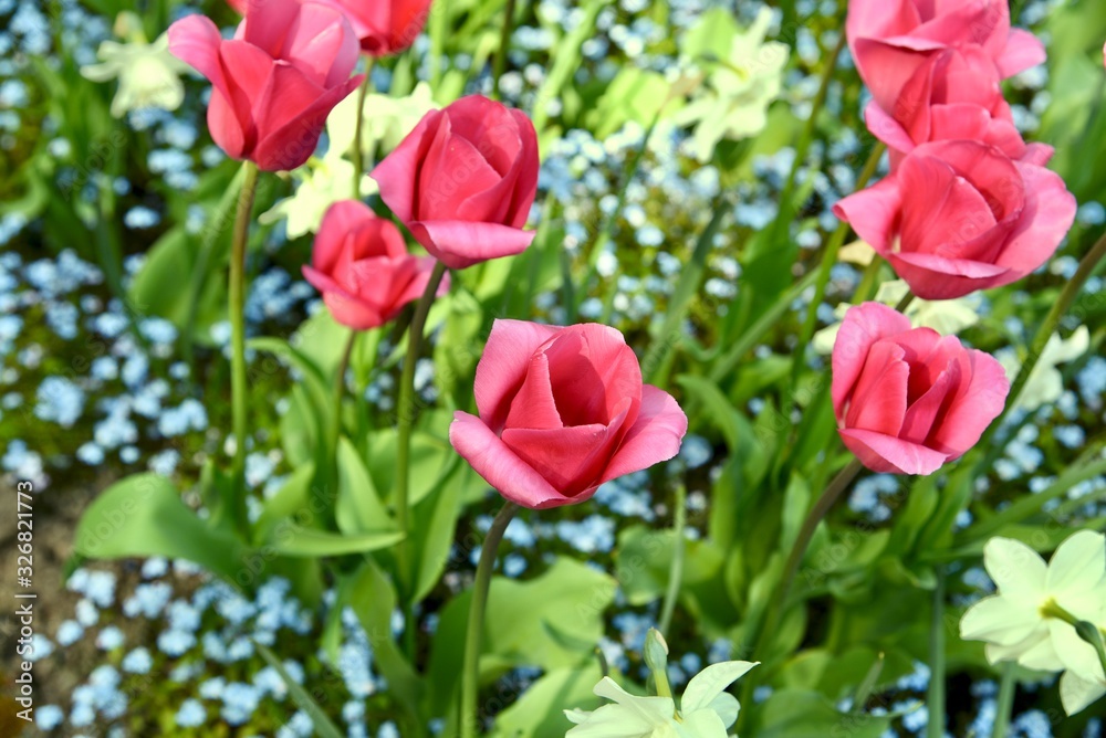 red tulips in the garden red tulips in the garden
