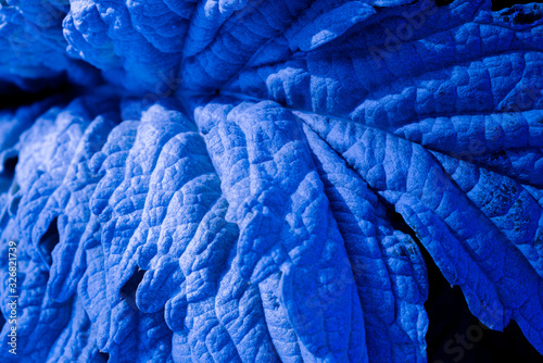 Vivid toned blue plant leaves with detail on plant leaf