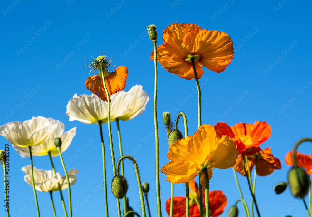 Obraz premium Poppy flower, Sydney