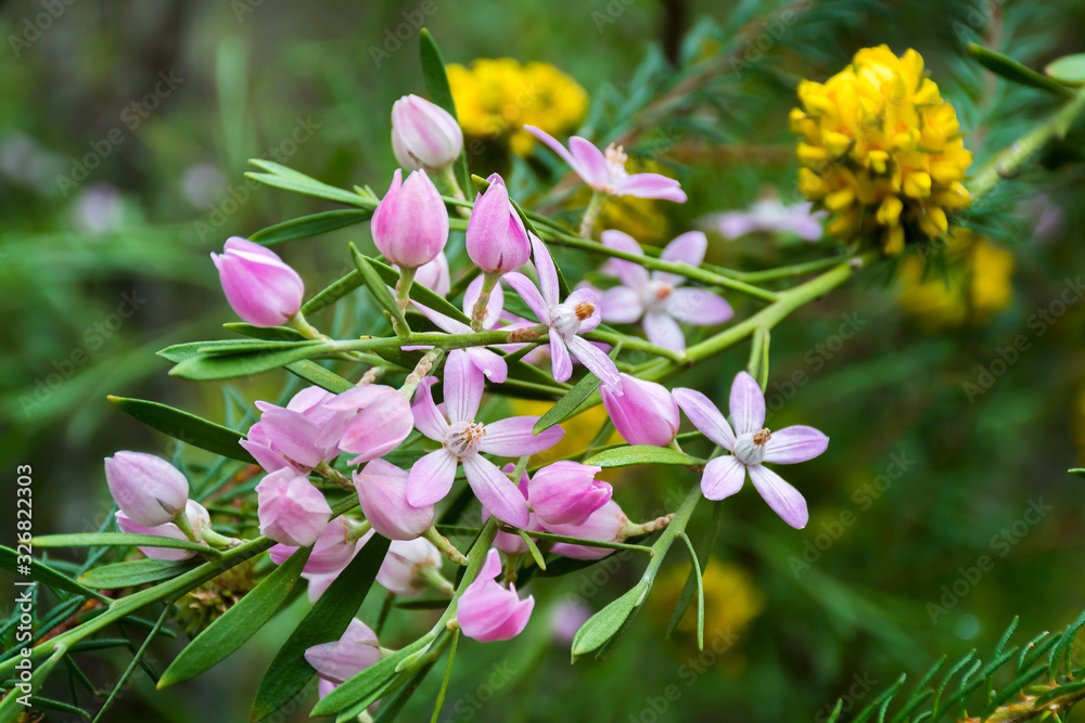 Long-leaf Waxflower in the forest, Muogamarra Nature Reserve Australia Long-leaf Waxflower in the forest, Muogamarra Nature Reserve Australia