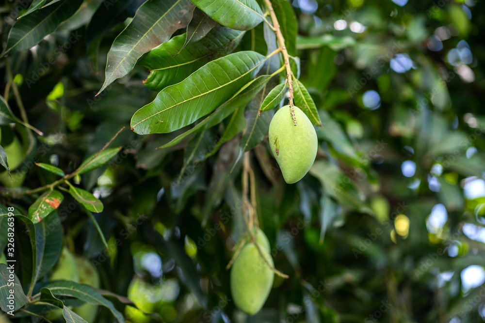bunch of fresh green mango on tree