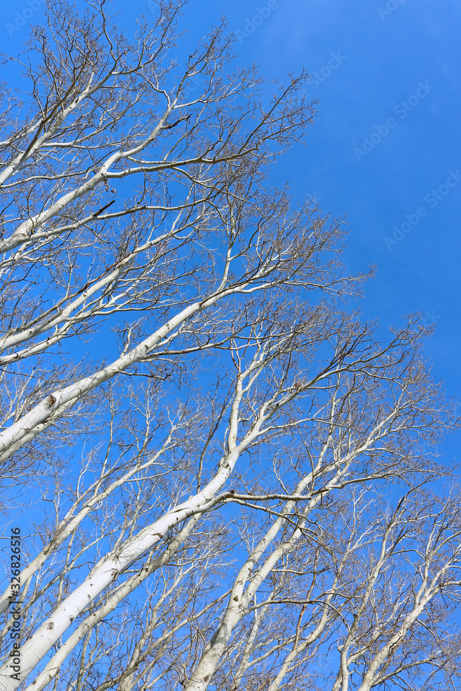 White naked brunches of trees against blue sky. The trees are neatly ordered. Sunny day at the early spring. Shot from below White naked brunches of trees against blue sky. The trees are neatly ordered. Sunny day at the early spring. Shot from below